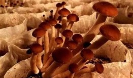 爆料蘑菇吃瓜,揭秘娱乐圈幕后真相
