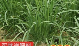 吃瓜爆料缅北,吃瓜群众眼中的神秘地带